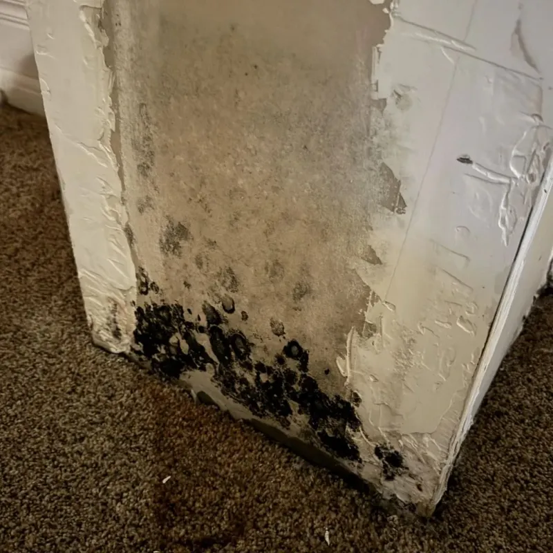 Professional Mold Removal in Howard, KS